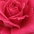 Růžová - Čajohybridy - Sasad